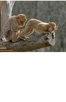 InkedJILL AND JOE_LI