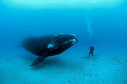 whale