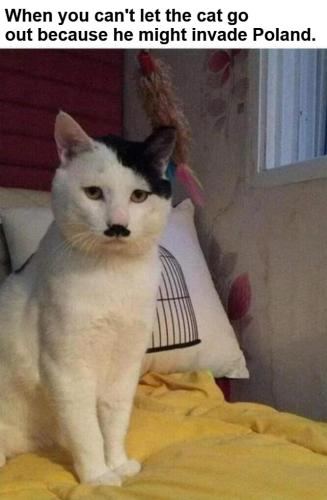 hitler cat