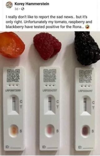 tomato raspberry blackberry test positive
