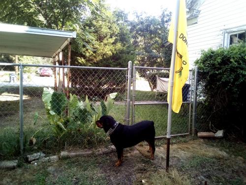 Rhodenbugh's Rocky ~Don't Tread On Me~