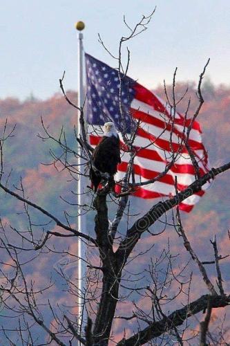 Flag - With eagle 4 - In tree