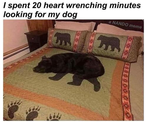 lookfordog
