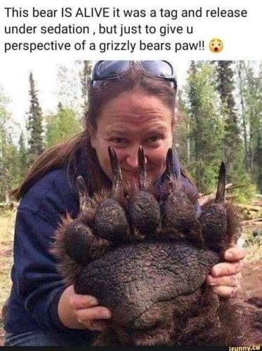 Bear Claw