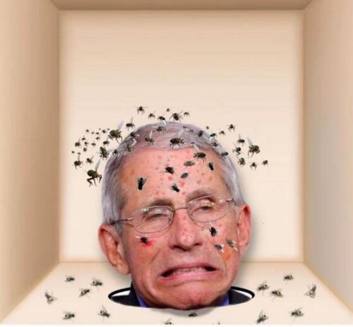 R flies