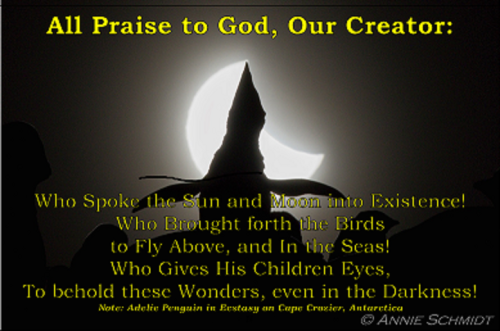 Adelie Penguin, in Ecstatic  Vocalization, Cape Crozier, Antarctica