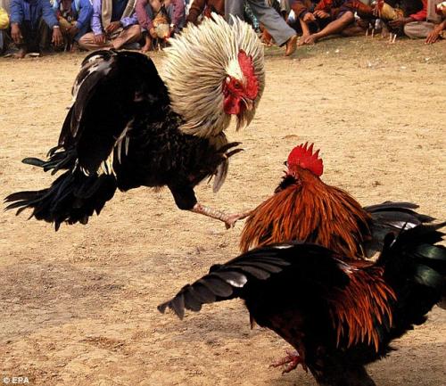 Cock_001