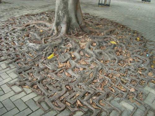 roots2