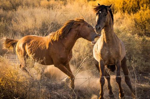 Wild horses on the Gilda Indian Rez