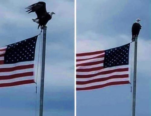 eagleflagpole