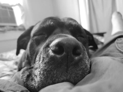 dognap