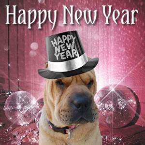 Happy New Year old dog w-hat