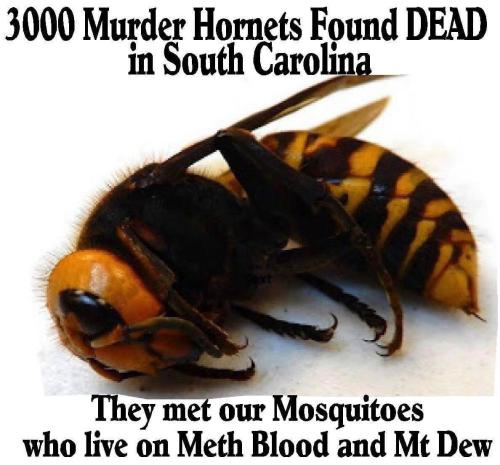 Murder Hornets in SC