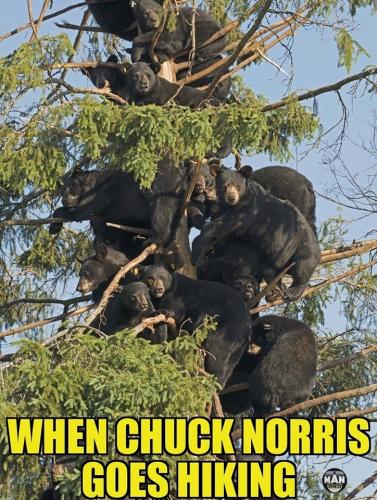 chuck norris