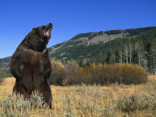 bear-attacks-gettyimages-78725607