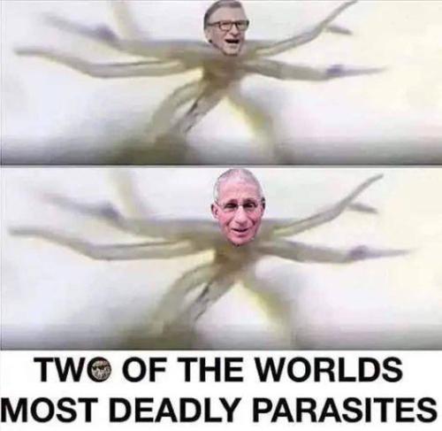 Parasites Maga
