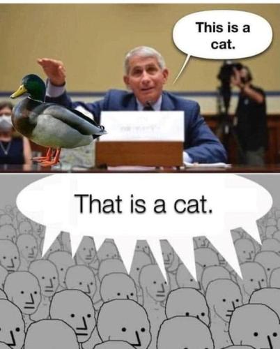 ThisIsACatFauciDuck