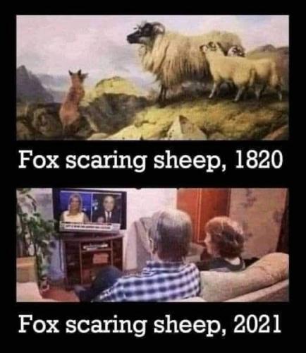 Fox and Sheep Fear