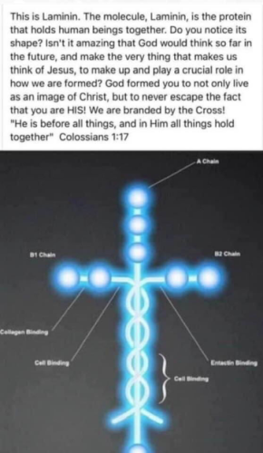 laminin