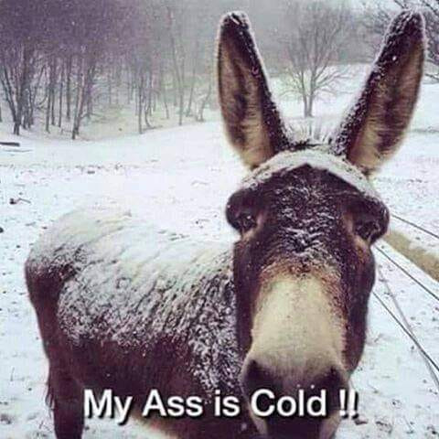 coldass