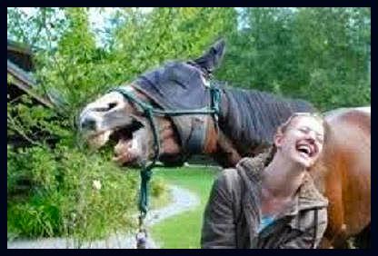 horse laugh