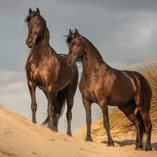 FF633E50-9A29-41E9-A9AF-8D56AC6E78AF