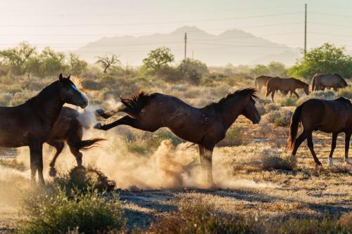 Wild horses on the Gila Indian Rez