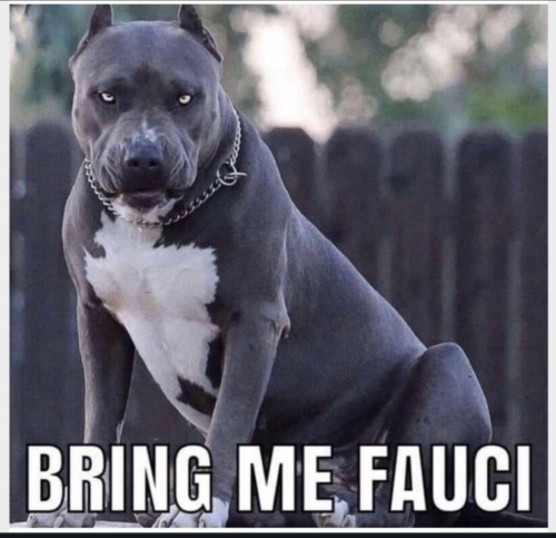 Bring me Fauci
