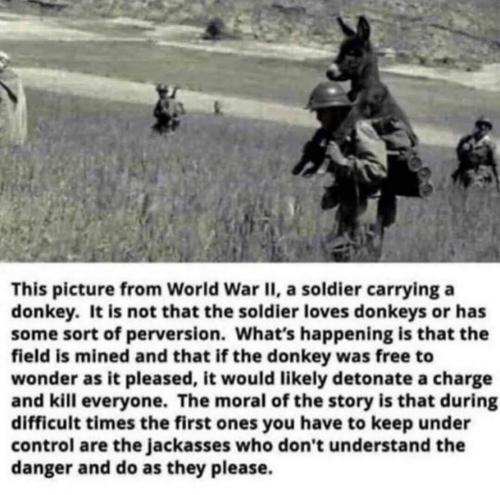 JACKASSES