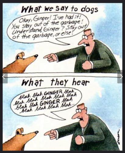 What Dogs Understand