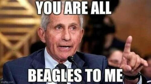 allbeagles