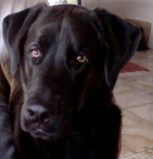 Porter