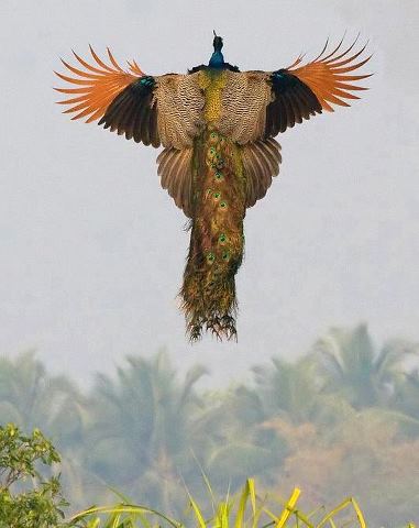 peacock