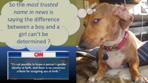 2dogCNN Boys Girls