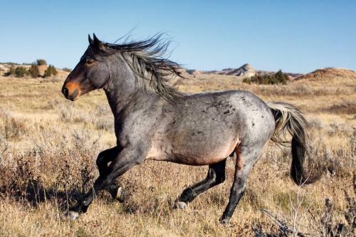 Wild horses on the Gila Indian Rez