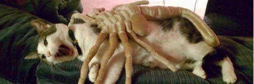 alien-cat-banner