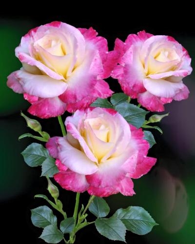 A191E967-CDAB-400F-83F6-264CE0DC5494