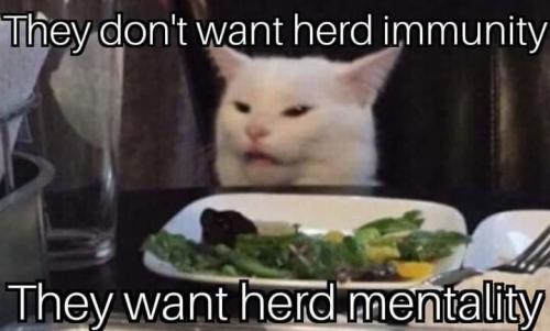 CatLogic3
