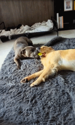 daily_gifdump_3941_32