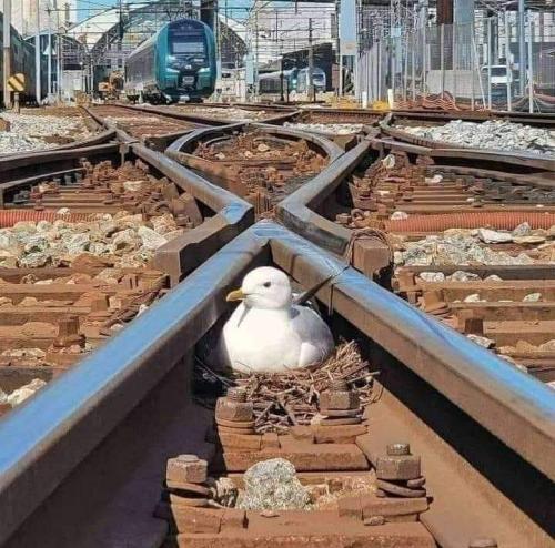 A science -n- nature 'Duck'