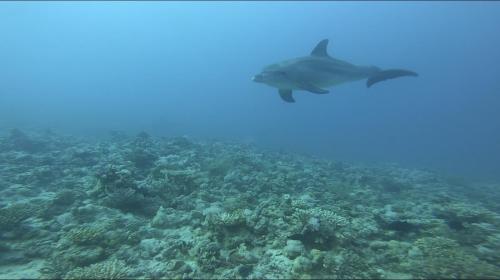 64BD390F-5368-4A28-8C94-8B4495323403_1_100_o