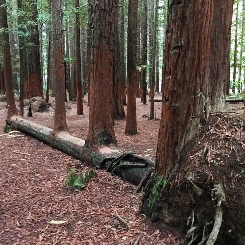 6.-Four-Trees-from-One