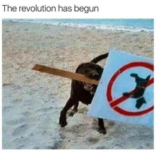 revolutionbegun