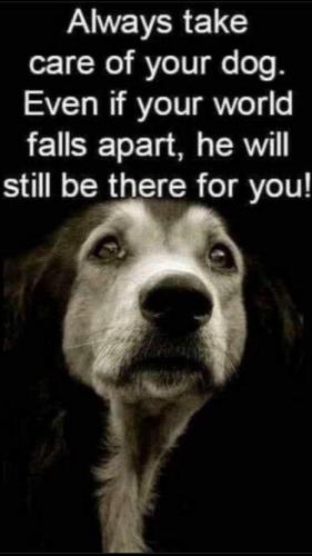 caredog