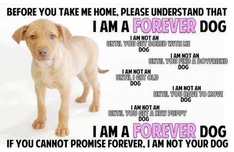 ForeverDog