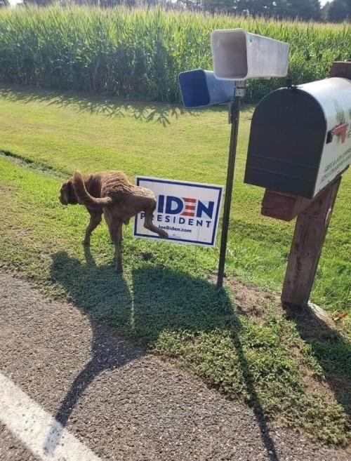 dog-biden-sgn-2