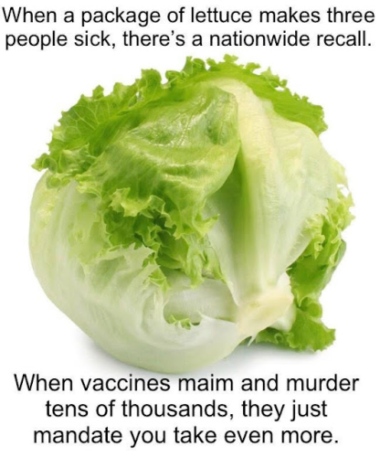 lettuce