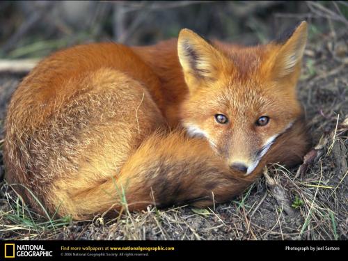 red-fox-sleeping