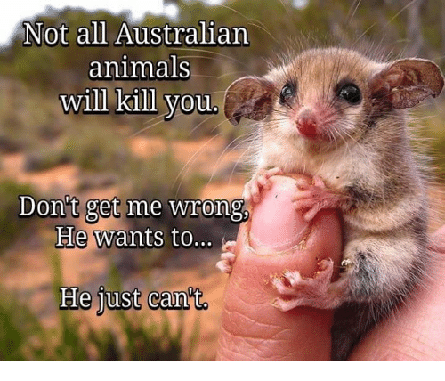 not-all-australian-animals-will-kill-you-dont-get-me-37729261