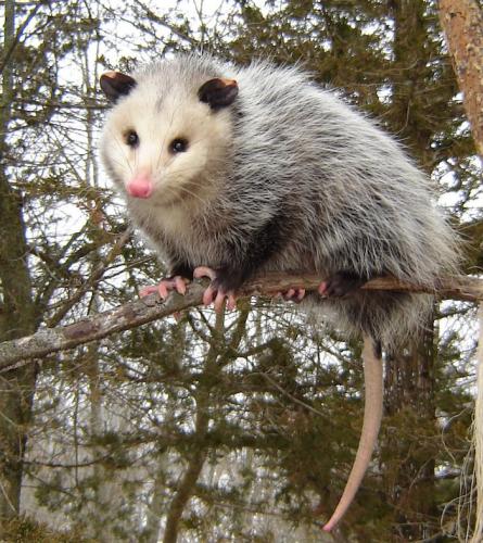 Virginia-Opossum-NC-Wildlife-Resources-Commission